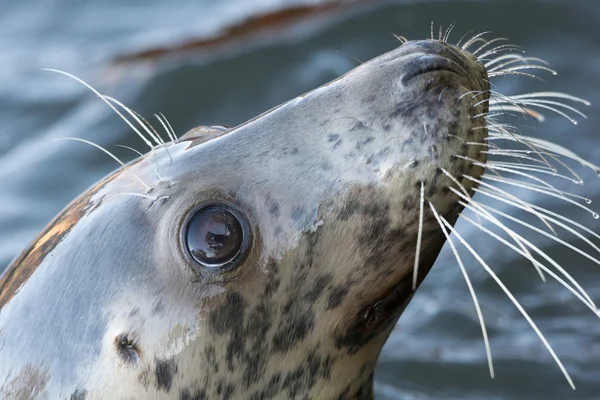 Grijze zeehond portret — Stockfoto