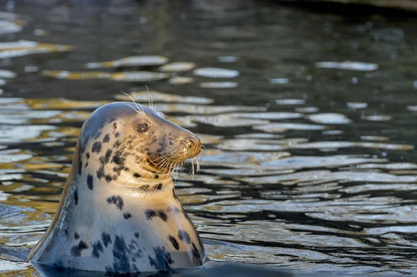 Grey seal porträtt — Stockfoto