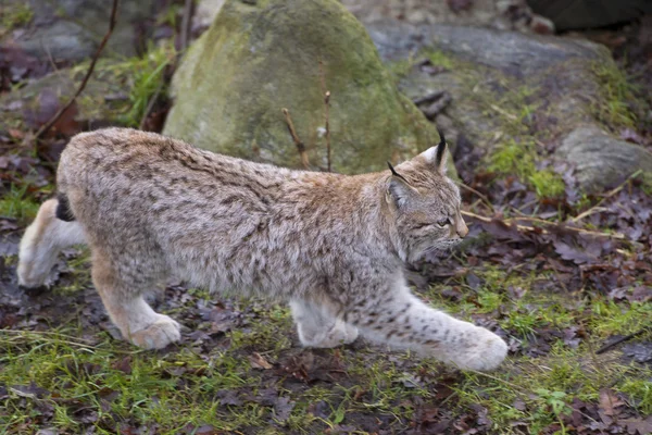 Lince na grama — Fotografia de Stock