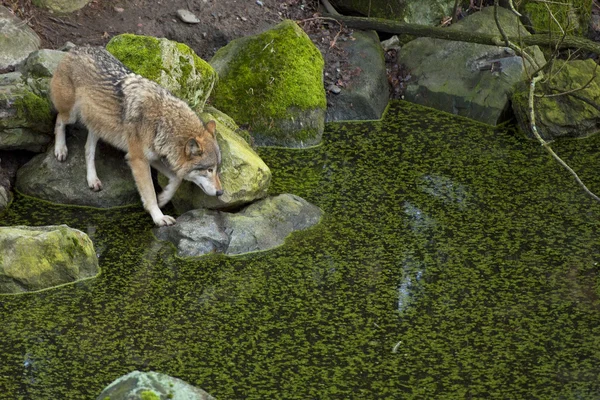 Grå vargen komma till en liten sjö — Stockfoto