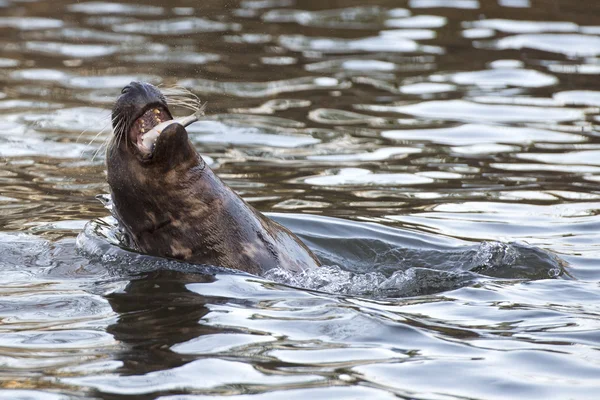 Ritratto grigio della foca mentre mangia — Foto Stock