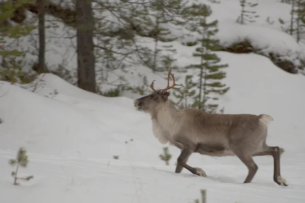 Reindeer portrait in winter snow time — Stock Photo, Image