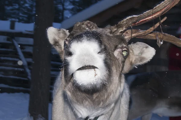 Rentierporträt im Winter im Schnee — Stockfoto