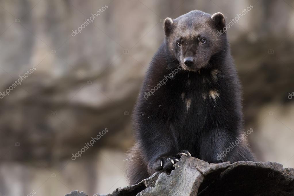 wolverine #hashtag