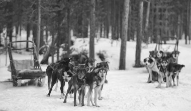 kış döneminde lapland kızak köpeğiyle kızak