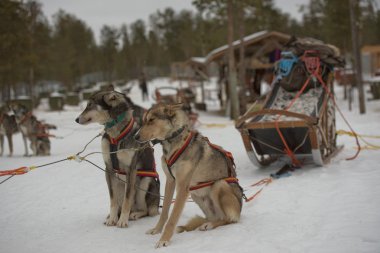 kış döneminde lapland kızak köpeğiyle kızak