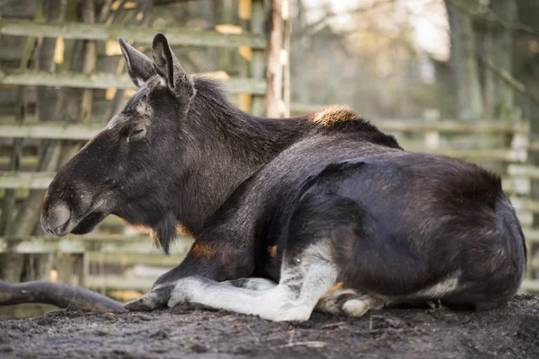 Female moose resting — Stock Photo, Image