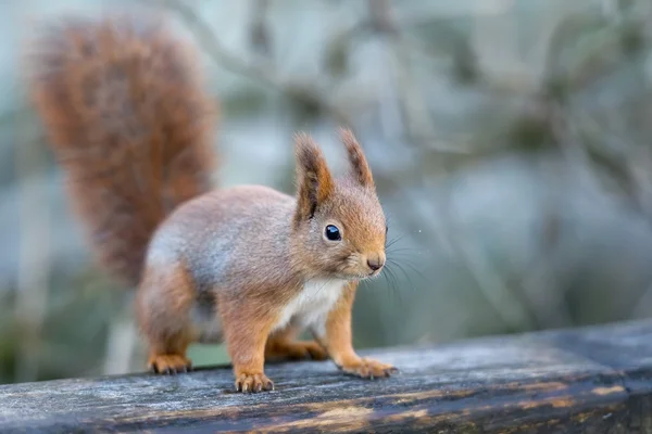 Rothörnchen — Stockfoto