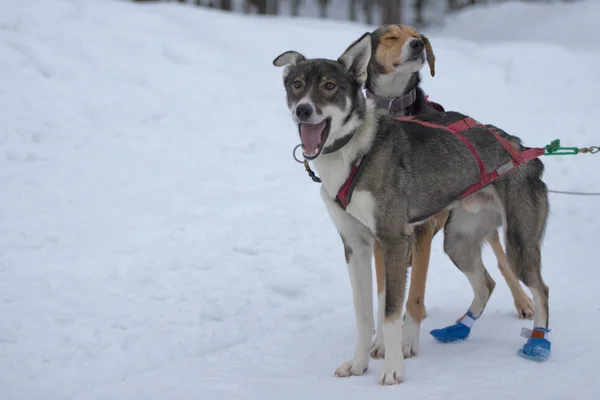 Trenó com cão de trenó na Lapônia no tempo de inverno — Fotografia de Stock
