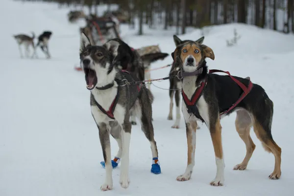 Sáňkování v zimě s psích spřežení v Laponsku — Stock fotografie