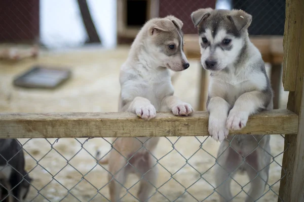 Welpe zwei Monate alter Husky-Hund — Stockfoto