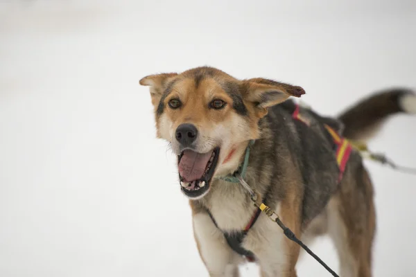 Zjeżdżanie z psich zaprzęgów w Laponii w okresie zimowym — Zdjęcie stockowe