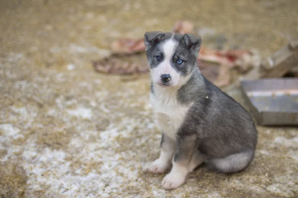 Iki aylık husky köpek yavrusu — Stok fotoğraf