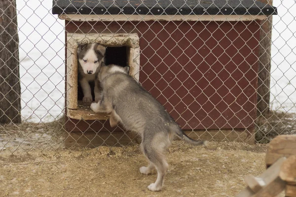 Iki aylık husky köpek yavrusu — Stok fotoğraf
