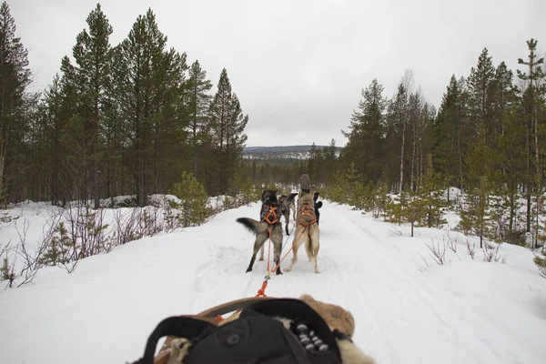 在冬天的时候带着在拉普兰的雪橇狗拉雪橇 — 图库照片