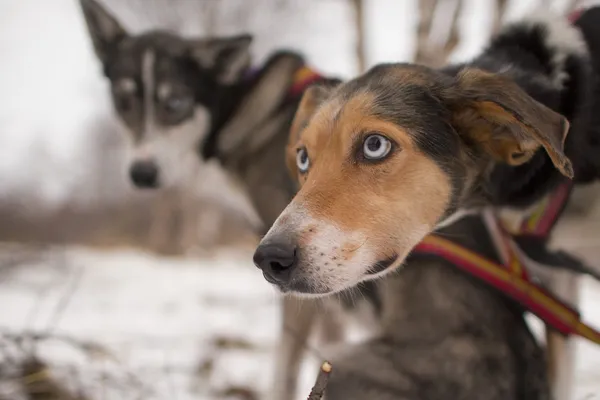 Sledding with sled dog in lapland in winter time — Stock Photo, Image