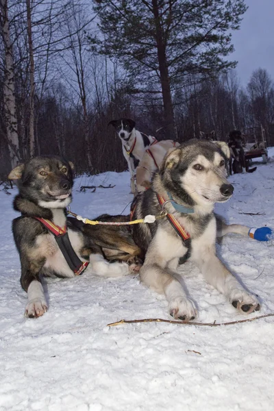 Sledding with sled dog in lapland in winter time — Stock Photo, Image