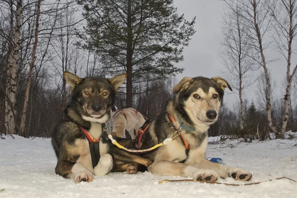 Sledding with sled dog in lapland in winter time — Stock Photo, Image