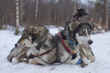 kış döneminde lapland kızak köpeğiyle kızak