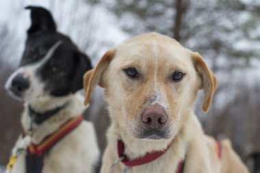 kış döneminde lapland kızak köpeğiyle kızak