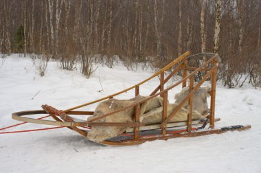 kış döneminde lapland kızak köpeğiyle kızak