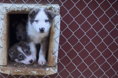 iki aylık husky köpek yavrusu
