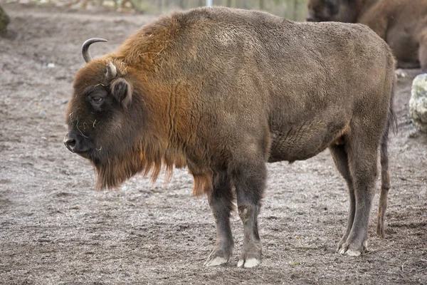 Avrupa bizonu — Stok fotoğraf