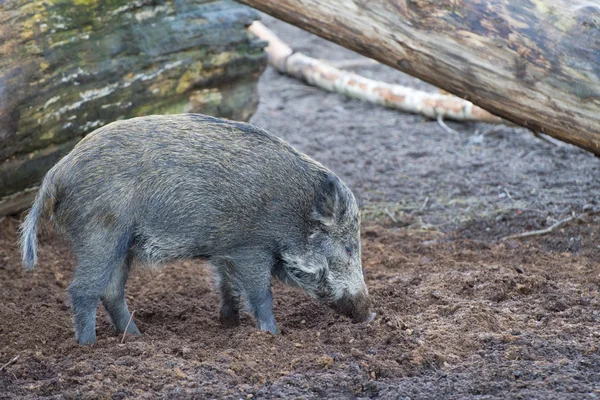 Un portrait de porc sauvage — Photo