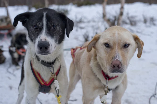 Rodeln mit Schlittenhund in Lappland im Winter — Stockfoto