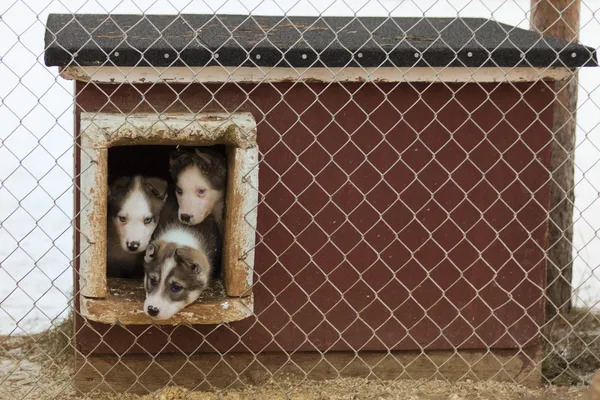 Cachorro de dos meses perro husky — Foto de Stock