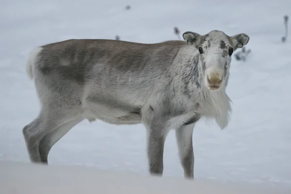 Ritratto delle renne della Lapponia in inverno — Foto Stock