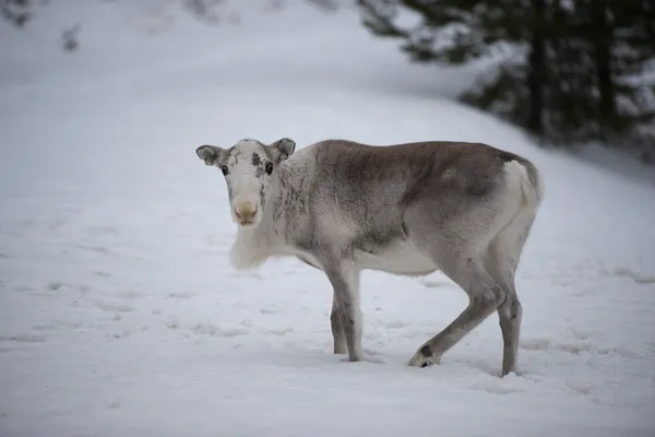 Retrato de renos de Laponia en invierno tiempo de nieve — Foto de Stock