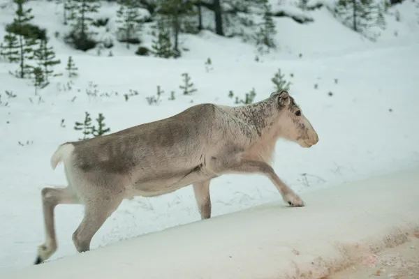 Retrato de renos de Laponia en invierno tiempo de nieve — Foto de Stock