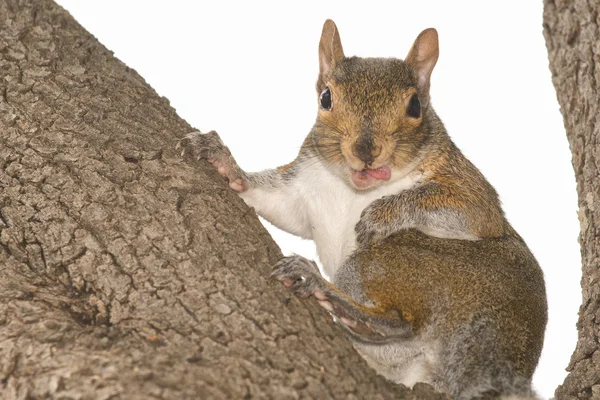 Ritratto di scoiattolo — Foto Stock