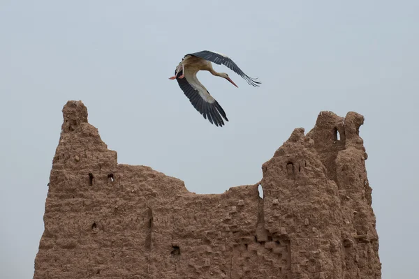 Čáp na ait ben haddou — Stock fotografie