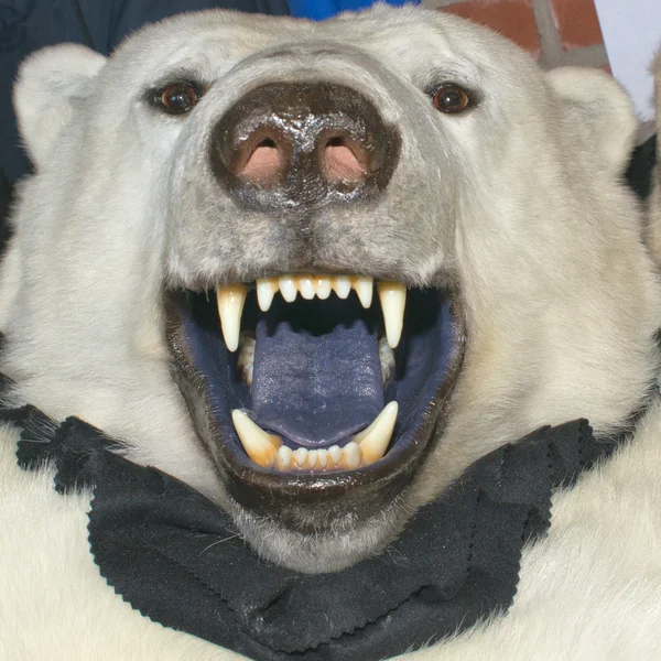 Peau blanche d'ours polaire — Photo