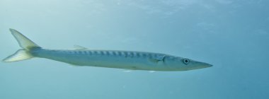 Barracuda balık suyun altında