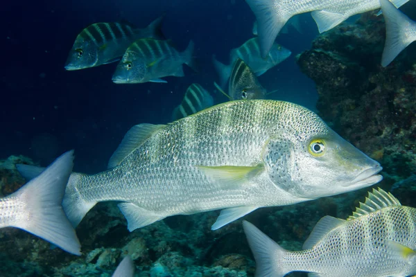 Färgglada grouper fisk — Stockfoto