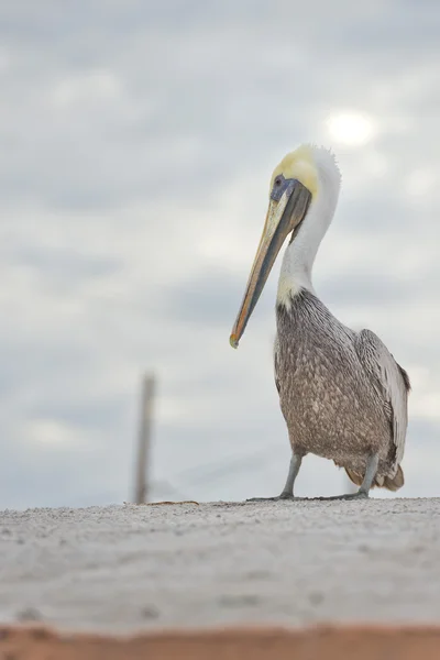 Pelican porträtt — ストック写真