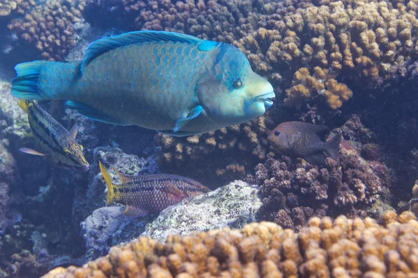 Papuga ryb pod wodą — Zdjęcie stockowe