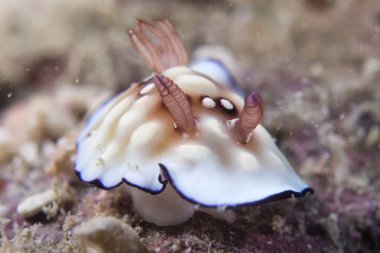 omurgasızını chromodoris portresi