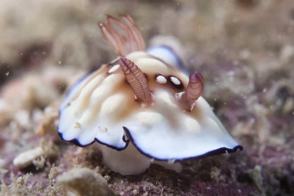 Csupaszkopoltyús csigák chromodoris portré — Stock Fotó