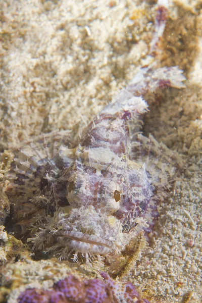 A scorpion fish — Stock Photo, Image