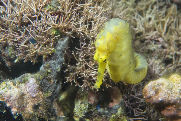 Yellow sea horse portrait underwater — Stock Photo, Image