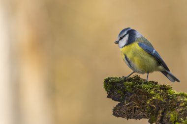 kahverengi zemin üzerinde büyük mavi baştankara