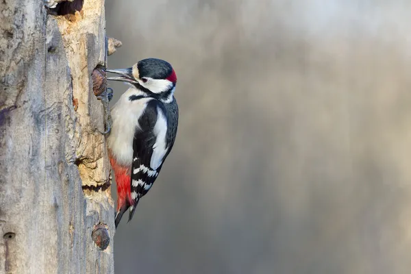 Red woodpecker — Stock Photo, Image