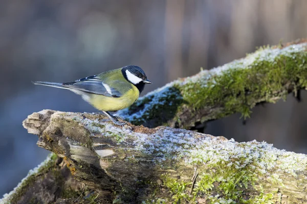 Great blue tit on the brown background — Stock Photo, Image