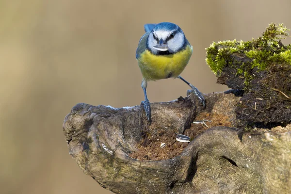 Grand mésange bleue — Photo