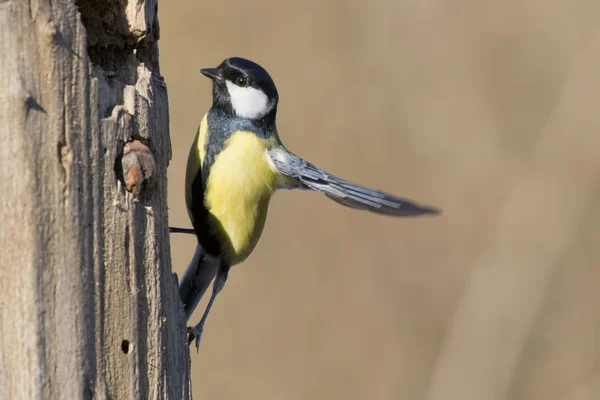 Blauwe Koolmees op de bruine achtergrond — Stockfoto