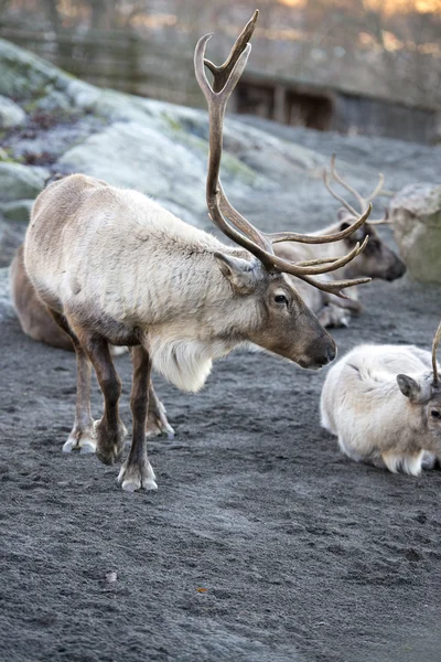 Reindeer portrait in winter time — Stock Photo, Image